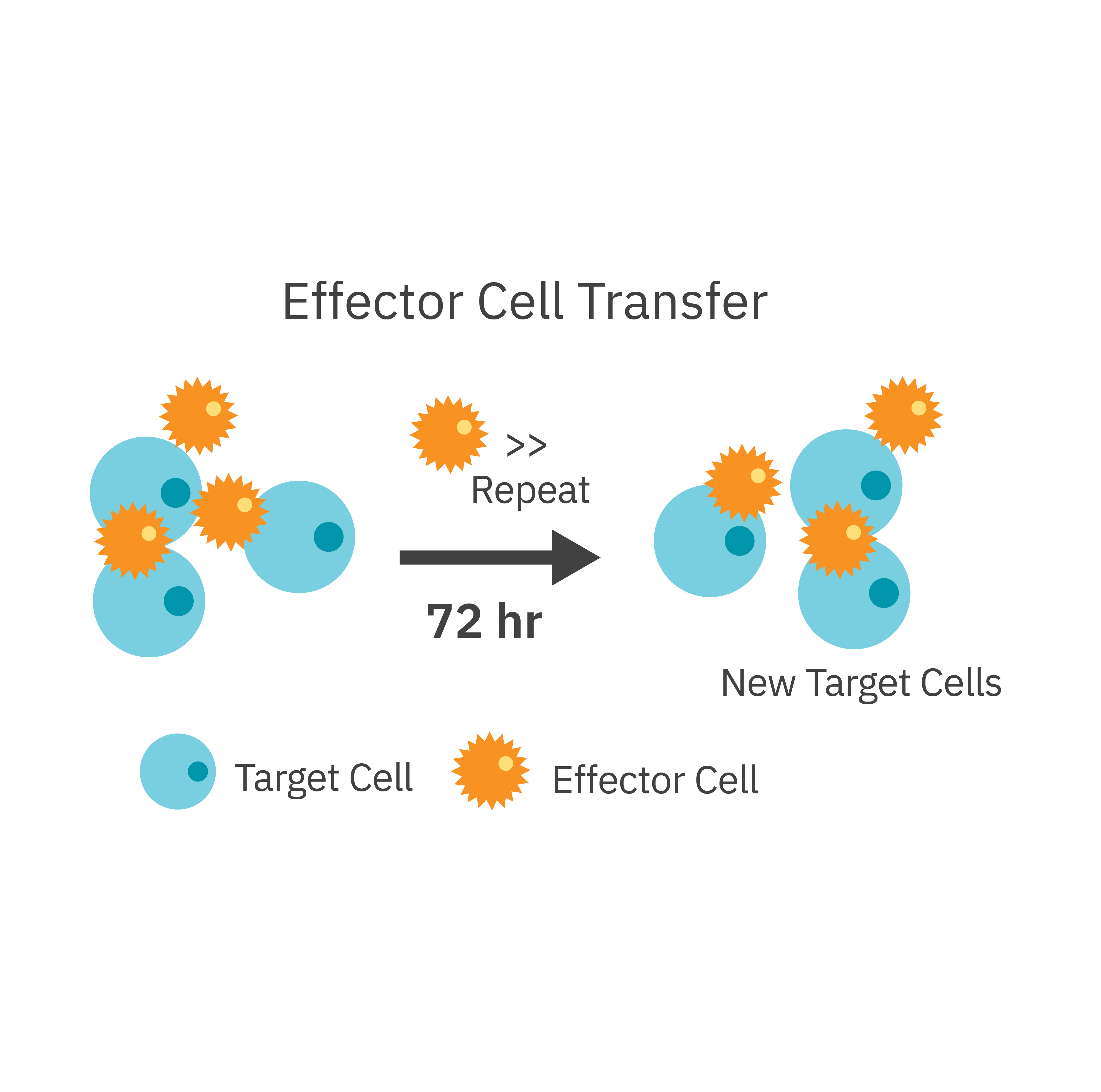 Impedance cytolysis graph showing decreased CAR T cell-mediated tumor cell killing after sequential target cell transfers