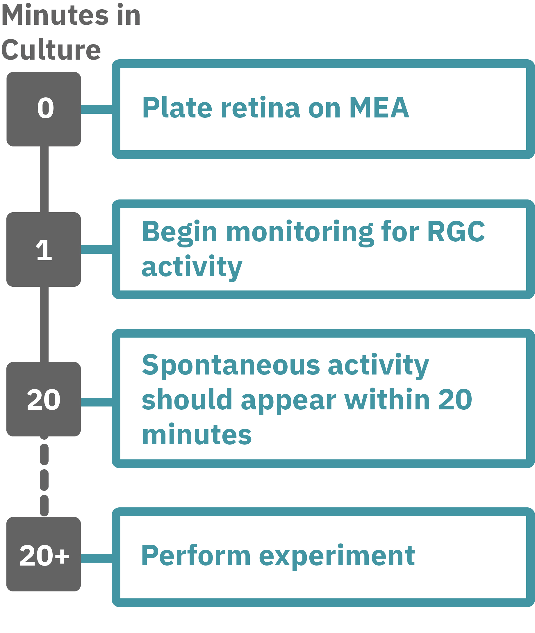 Retina assay workflow for recording retinal ganglion cell activity on multiwell MEA plates after light stimulation