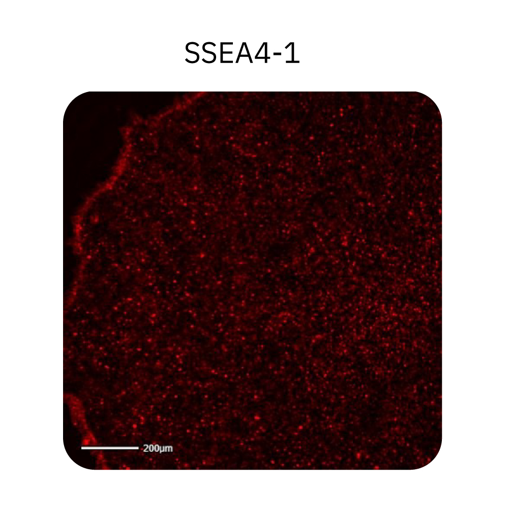 Red fluorescence image of human iPSC colonies stained with SSEA4-1 pluripotency marker on the Omni platform