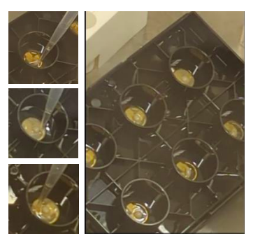 Neural organoid positioning in MEA plate wells using gentle pipette suction to center organoids over the electrode array.