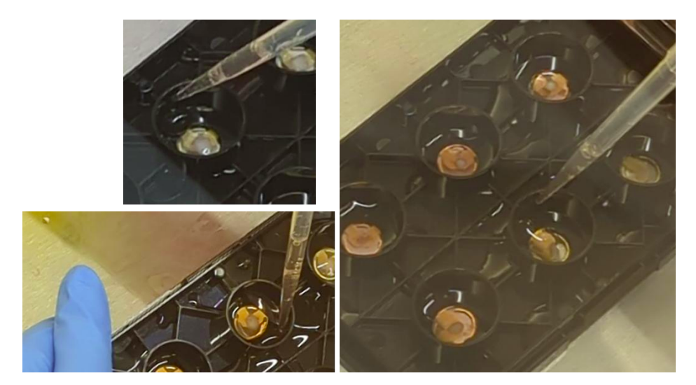 Culture media addition to MEA plate wells after neural organoid plating and Matrigel incubation.