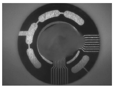 Neural organoid plated on a CytoView MEA plate well for microelectrode array recording.