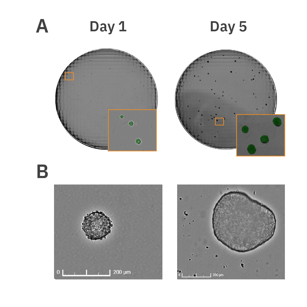 Omni whole-well imaging of human iPSC-derived embryoid bodies during five-day stem cell aggregate formation