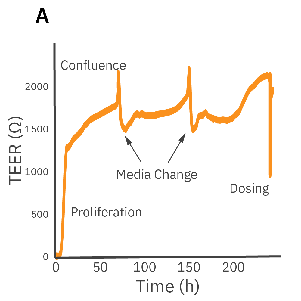 Real-time TEER graph showing continuous barrier permeability measurements from cell proliferation to confluence in vitro