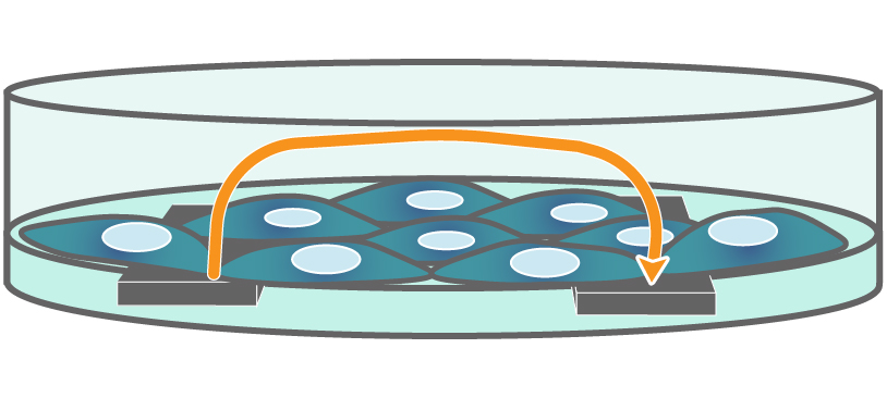 Interdigitated electrodes embedded in the cell culture substrate at the bottom of each well detect small changes in the impedance of current flow caused by cell presence, attachment, and behavior.