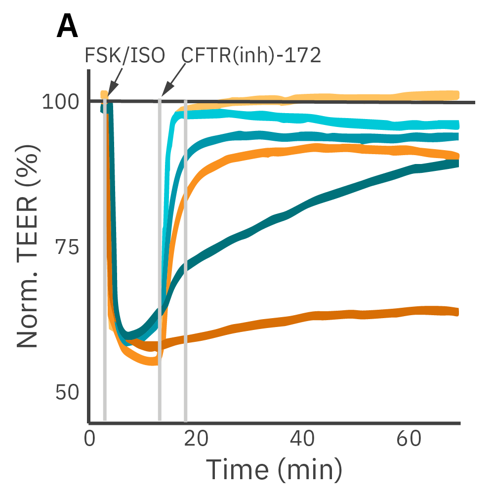 TEER graph showing isoproterenol and forskolin effects on CFTR-mediated barrier function in Calu-3 epithelial cells