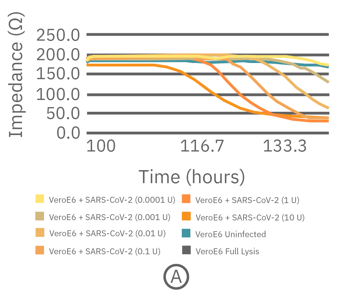 Vero E6 cells seeded in a CytoView-Z 96-well plate for real-time impedance viral titer assay research