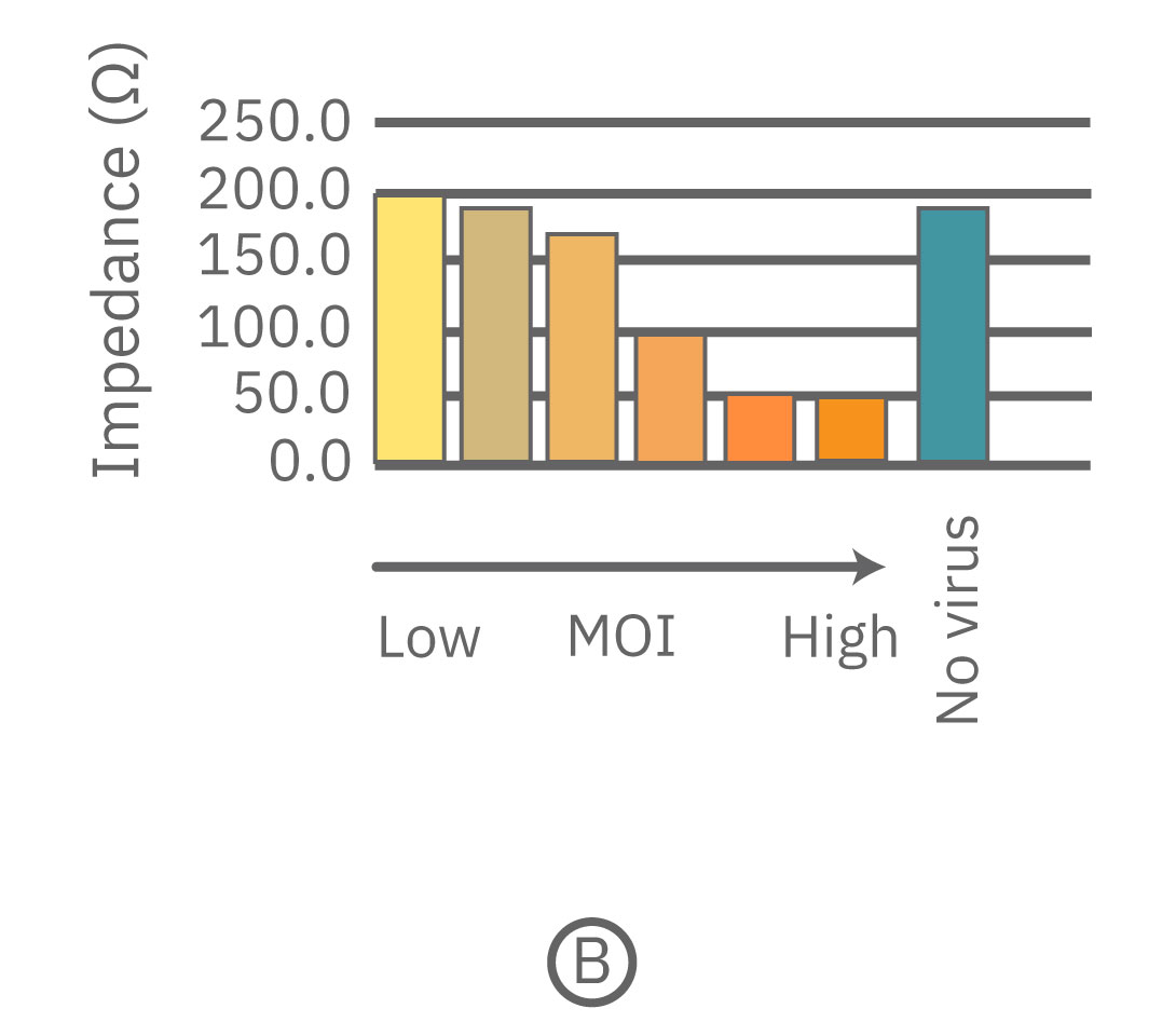 Maestro Z impedance graph showing SARS-CoV-2-induced Vero E6 cell death correlated with increasing virus concentrations