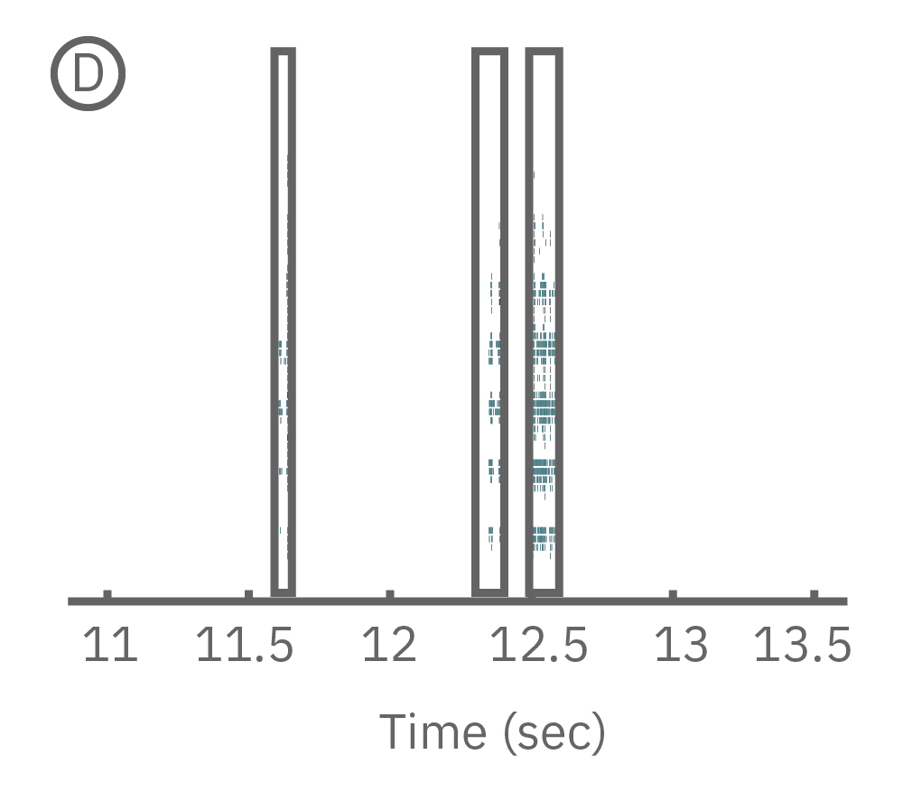 MEA raster plot showing synchronous burst activity across the zebrafish spinal cord in live organism electrophysiology research