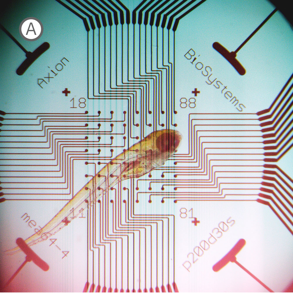 Inverted microscope image of zebrafish larva positioned in a CytoView MEA plate for live zebrafish electrophysiology research