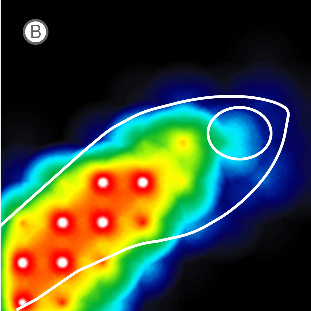 MEA activity map showing extracellular neural activity aligned with zebrafish brain and spinal cord orientation in vivo