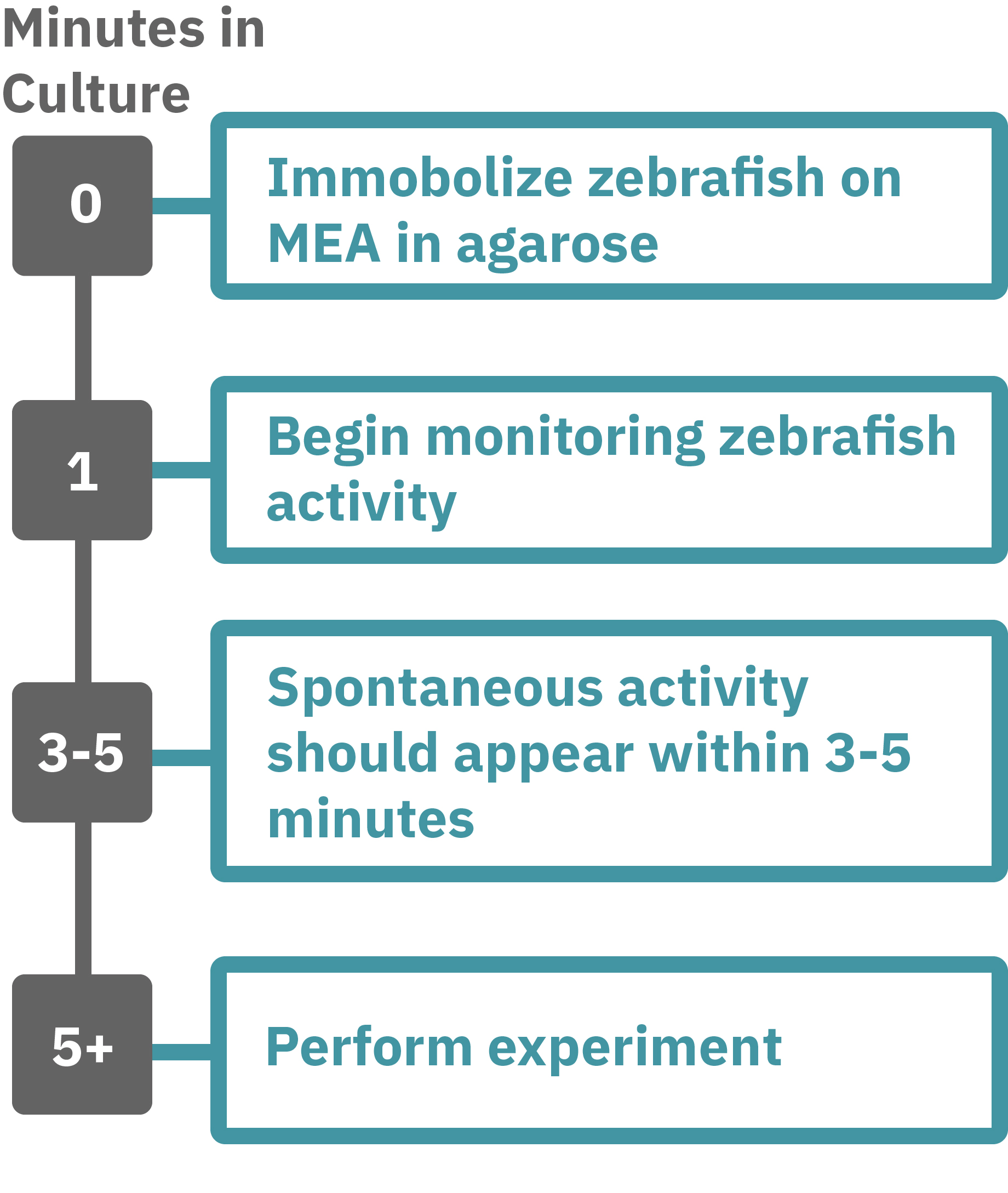 Zebrafish MEA assay workflow for immobilizing live zebrafish in agarose and recording label-free neural activity in real time
