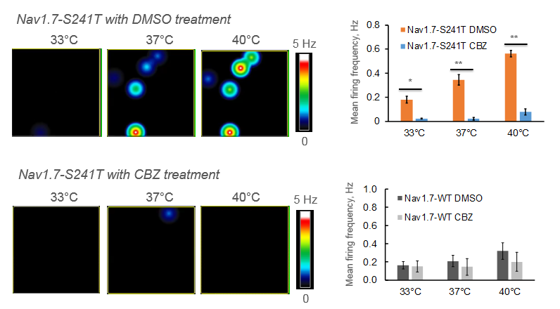 MEA activity map showing temperature-dependent neural firing changes in inherited erythromelalgia pain syndrome research models