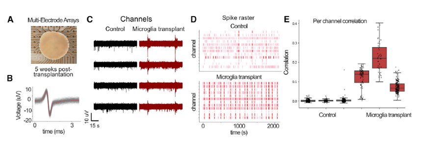MEA data showing microglia-driven development of synchronous network activity in cortical neuroimmune organoids in vitro