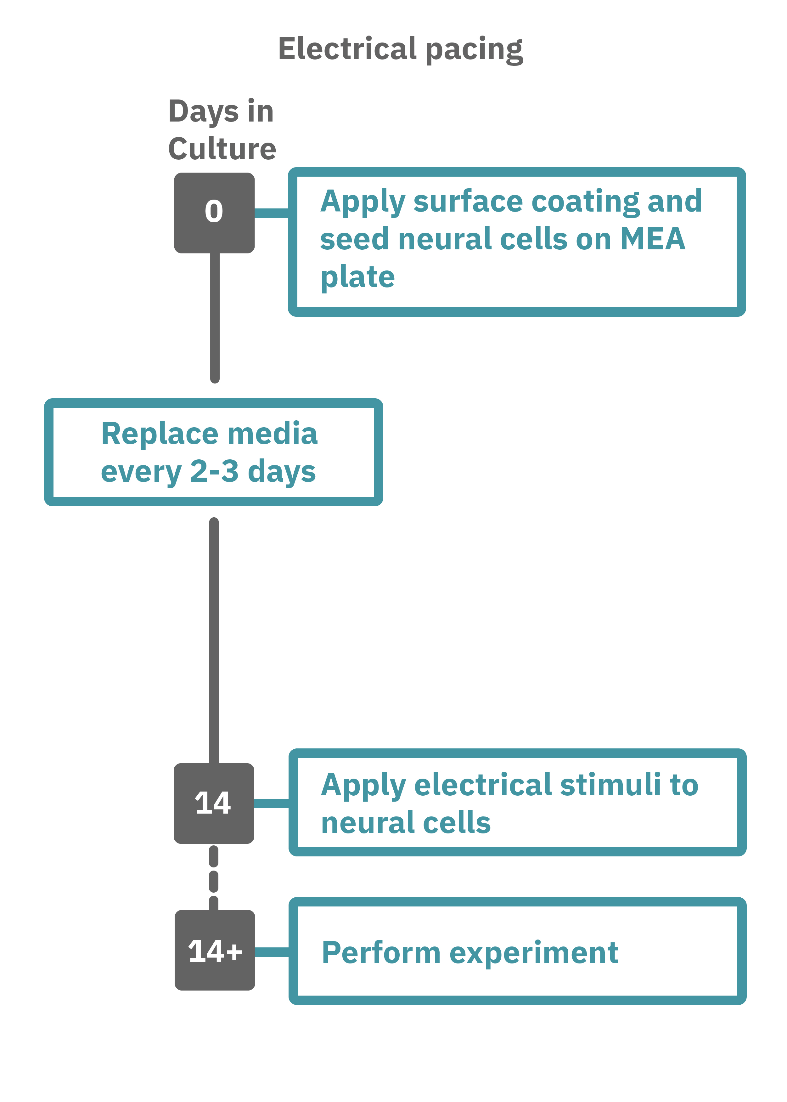 Electrical stimulation assay workflow for measuring evoked neural activity in cultured neurons on MEA plates