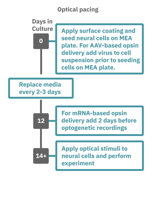 Optical stimulation assay workflow using Lumos and multiwell MEA plates to measure optogenetic neural activity