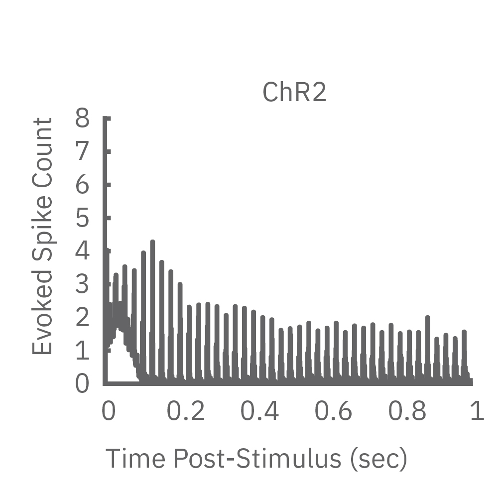 Optogenetic MEA data showing light-evoked neural responses in ChR2-expressing primary rat neurons