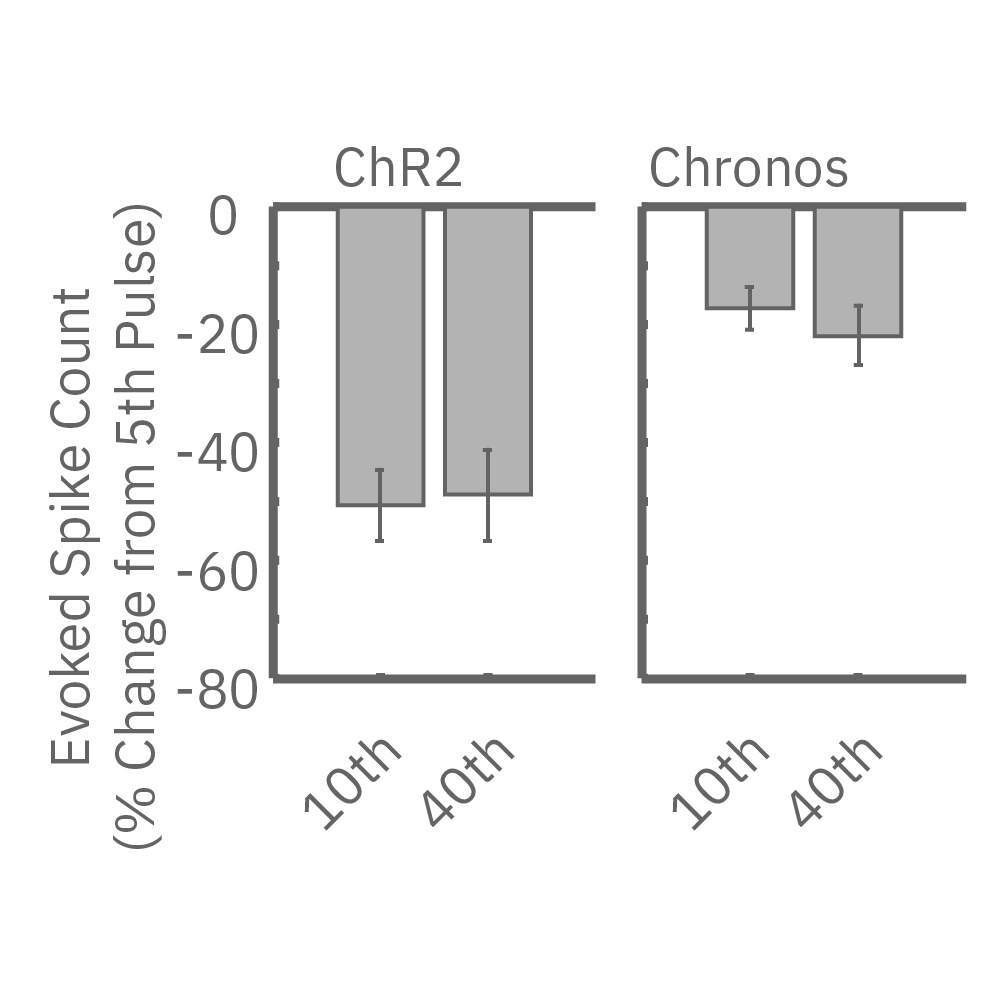 MEA evoked spike count graph comparing ChR2 and Chronos neural responses during optical stimulation assays