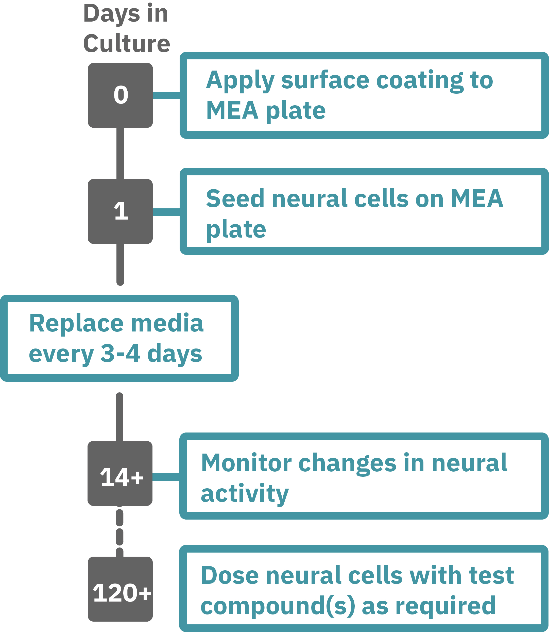 Neural activity assay workflow for culturing neural cells on MEA plates and monitoring functional development over days in culture