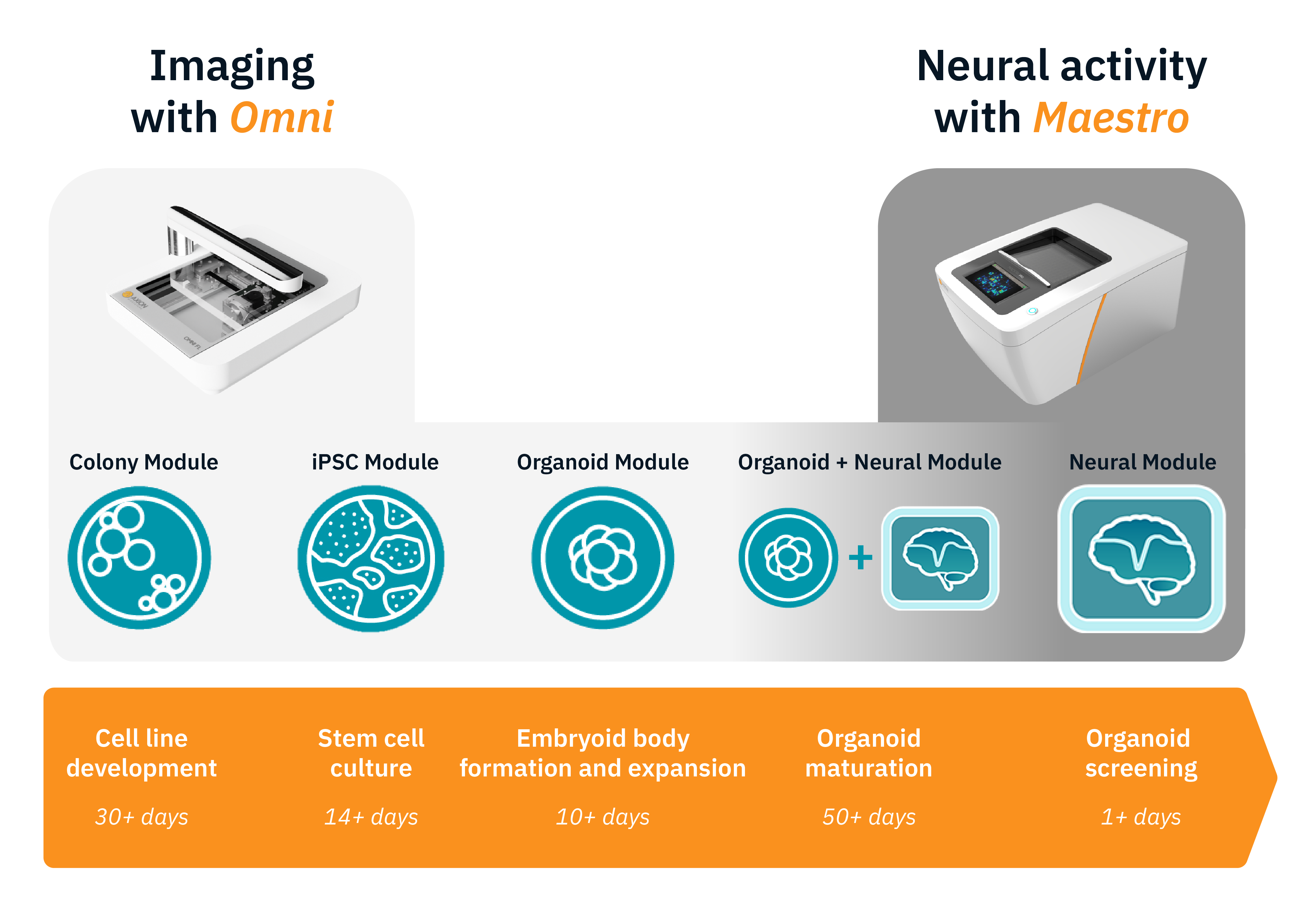 Neural stem cell to organoid workflow with Omni and MEA
