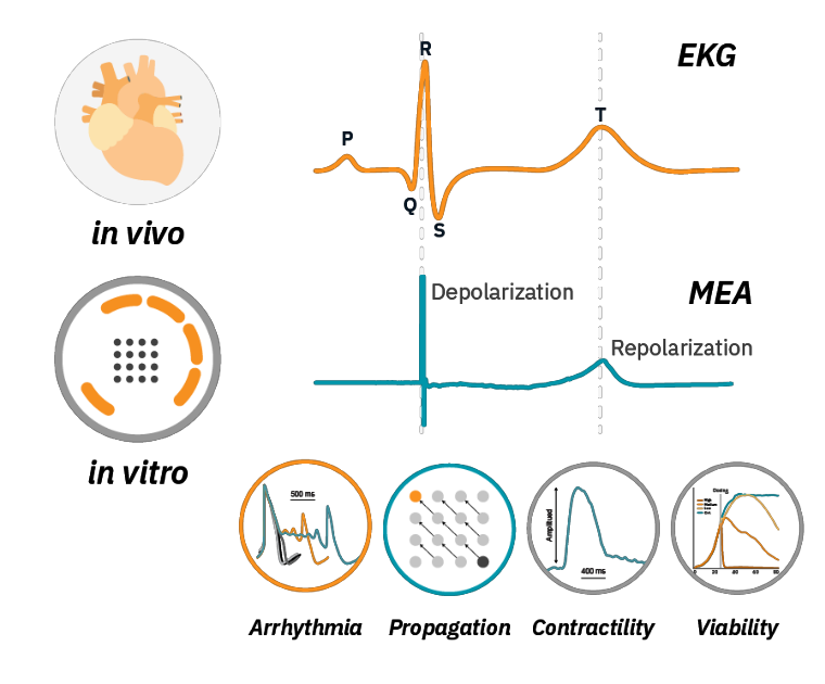 Translatable human in vitro cardiac assay​