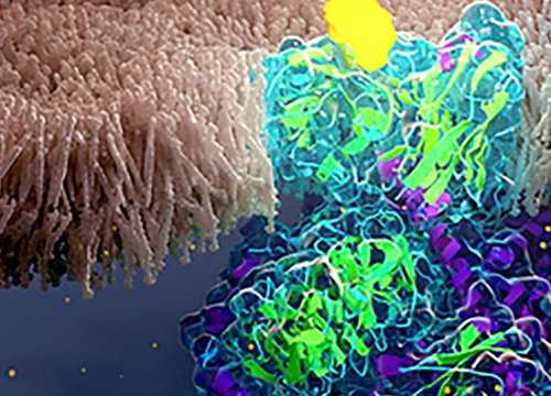 Cell Signaling