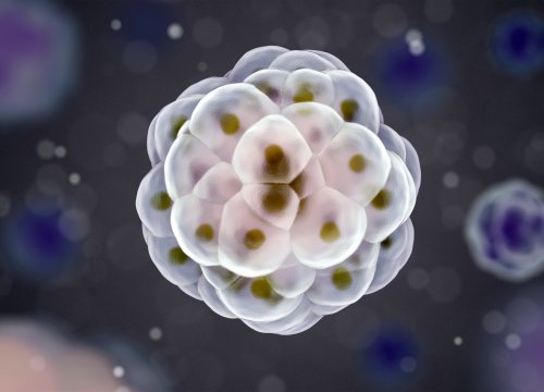 iPSC Organoid Model Application.jpeg