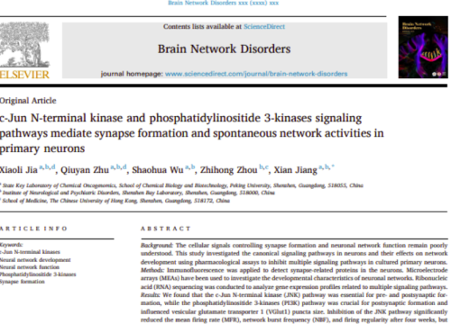 Brain Network Disorders, 8 January 2026