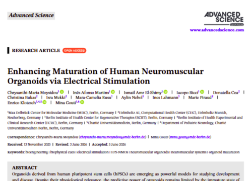 “Enhancing Maturation of Human Neuromuscular Organoids via Electrical Stimulation” research publication about electrical stimulation and maturation of human neuromuscular organoids.
