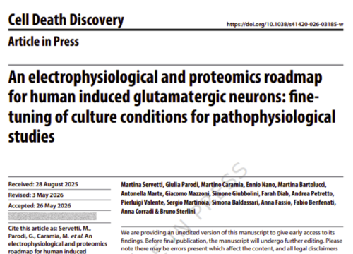 “An Electrophysiological and Proteomics Roadmap for Human Induced Glutamatergic Neurons: Fine-Tuning of Culture Conditions for Pathophysiological Studies” research publication about optimizing human induced glutamatergic neuron cultures for electrophysiological and proteomic studies.