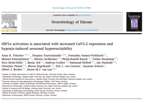 “HIF1α Activation Is Associated with Increased CaV3.2 Expression and Hypoxia-Induced Neuronal Hyperexcitability” research publication about hypoxia-driven neuronal hyperexcitability and CaV3.2 calcium channel expression.