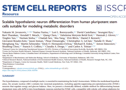 “Scalable Hypothalamic Neuron Differentiation from Human Pluripotent Stem Cells Suitable for Modeling Metabolic Disorders” research publication about generating hypothalamic neurons from human pluripotent stem cells for metabolic disease modeling.